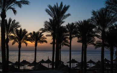 dawn over a tropical beach, silhouettes of palms and wicker cano