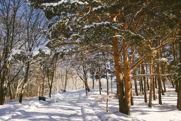 Snowy path in a Park with trees.