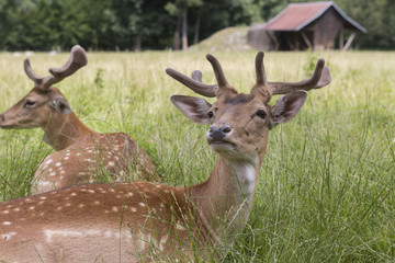 deers on the grassland