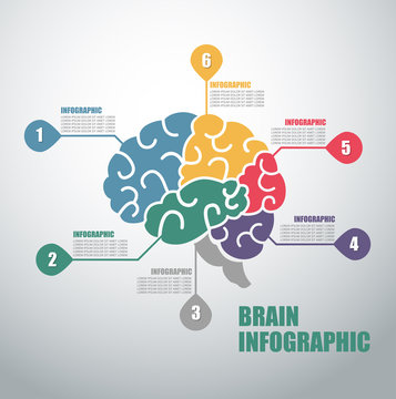 Modern infographics options banner with colorful brain and in outline style. 