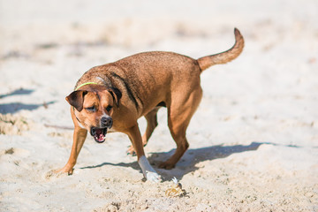 A dog barking at a small crab on the beach