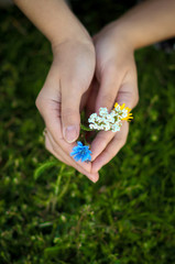 soft focus on wildflowers in female hands against a background of green grass