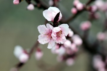 Kirschblüten im Frühling, rosablühend, Detailaufnahme