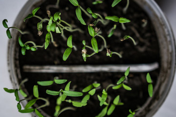 Top view of young green branches of tomato and cucumber, home-made seedlings. Concentration healthy...