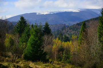 Mountain forest landscape on a clear day.