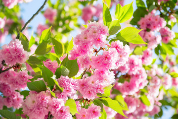 Naklejka premium Sakura, cherry blossom, cherry tree with flowers. Oriental cherry blooming
