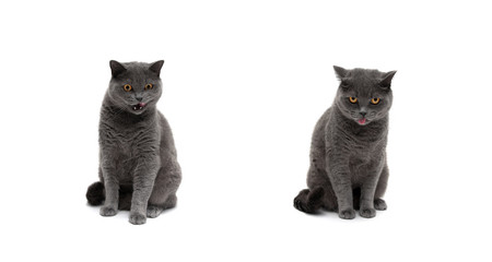 cat of Scottish breed on white background