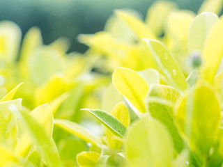 Green leave in a sunny day for bakcground of fresh concept, selective focus