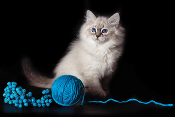 Fluffy funny kitten Nevskaya Masquerade , playing with a ball of woolen threads on a black...