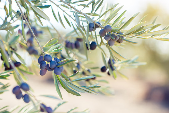 Spanish olive grove, branch detail. Raw ripe fresh olives growing in mediterranean garden ready to harvest.