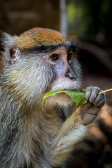 Close up of a monkey eating a fresh leaf