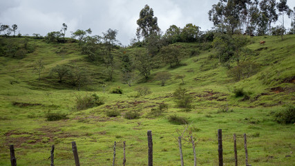 Fototapeta na wymiar hillside farm animals in south america Andes mountains 