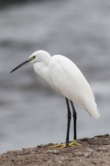 Seidenreiher auf Madeira, Portugal