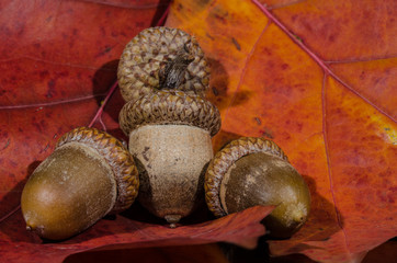 Collection of Acorns Resting on the Leaves of Autumn