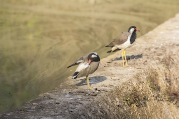 Red wattled lapwing in the wild