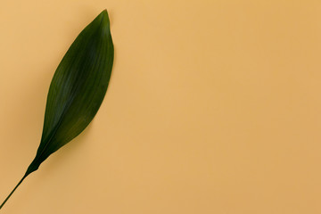 Fototapeta na wymiar Green tropical leaf yellow background top view