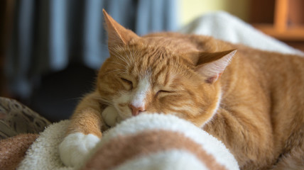 Green-eyed red cat sleeping  on sofa