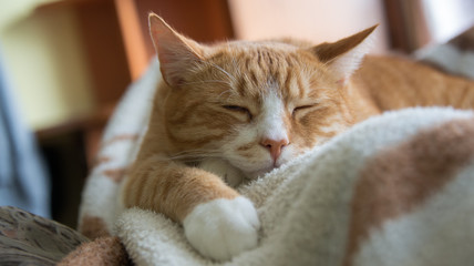 Green-eyed red cat sleeping  on sofa