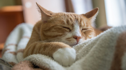 Green-eyed red cat sleeping  on sofa
