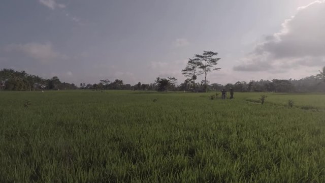 Aerial view of green rice fields in Bali, Indonesia. 