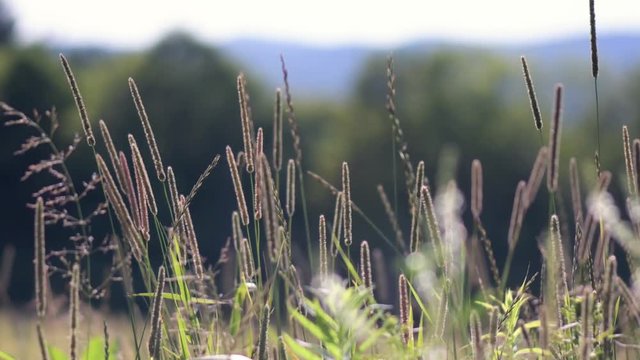 Smooth sliding motion through a field on a golden autumn evening in New England