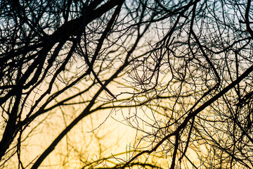 Branches at sunset, backlit
