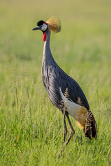 Black Crowned-crane - Balearica pavonina, beautiful large bird with golden crown from African savanna.