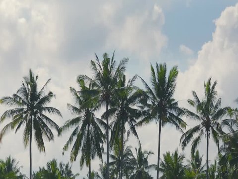 palm trees view timelapse with blue sky and clouds passing by in bali, Indonesia 
