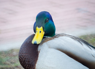 Duck walking in the park