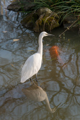 Der Seidenreiher und der Koi im Ueno-Park in Tokyo