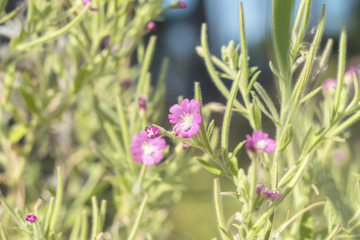 Green juicy grass and gentle violet flowers in the field on a sunny day