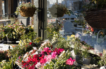 Beautiful cyclamens of different colors are sold in a garden center on a street. Cyclamen is the favorite flower of the cold season and a good present. Spring is coming. And Women's Day!