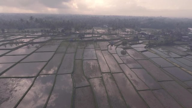 balinese rice terraces at Ubud Bali Indonesia. Aerial rice field patterns filmed in 2k