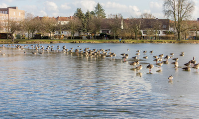 many wild geese and ducks in the water on frozen lake
