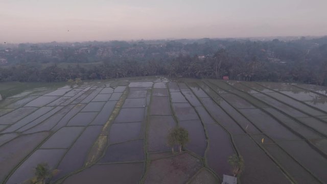 balinese rice terraces at Ubud Bali Indonesia. Aerial rice field patterns filmed in 2k