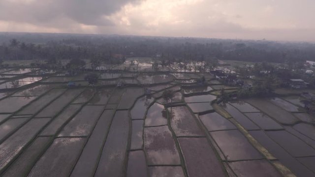 balinese rice terraces at Ubud Bali Indonesia. Aerial rice field patterns filmed in 2k