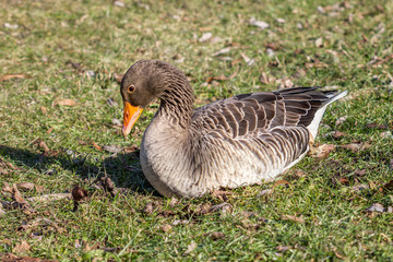 Wildgans sitzend auf einer Wiese