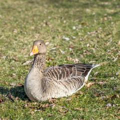 wild goose on the meadow