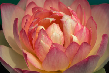 Water Lily I