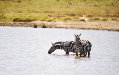 Fototapeta na wymiar Zebras an einem Wasserloch 