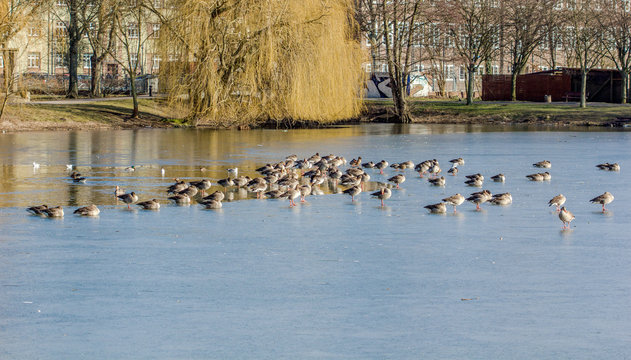 many wild geese and ducks in the water on frozen lake
