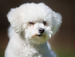 Bichon Frise dog outdoors in nature
