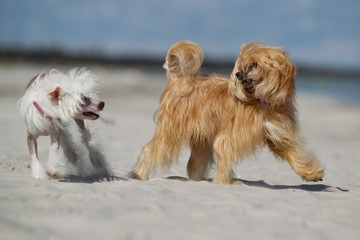 Two Chinese Crested dogs outdoors in nature