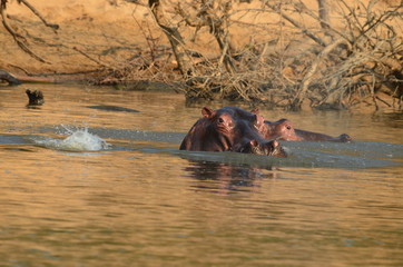 The Afrcan animals. Zambia
