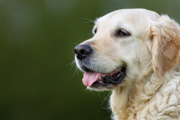 Golden Retriever dog outdoors in nature