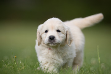 Young golden retriever puppy