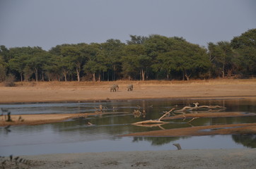 The Afrcan animals. Zambia