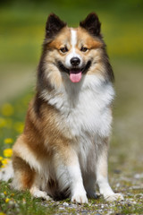 Icelandic Sheepdog outdoors in nature