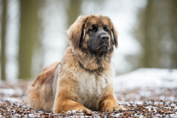 Leonberger dog