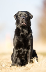 Black labrador retriever